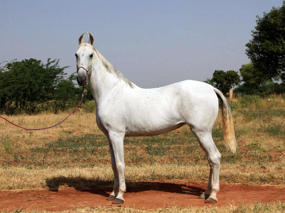 White horse outdoors